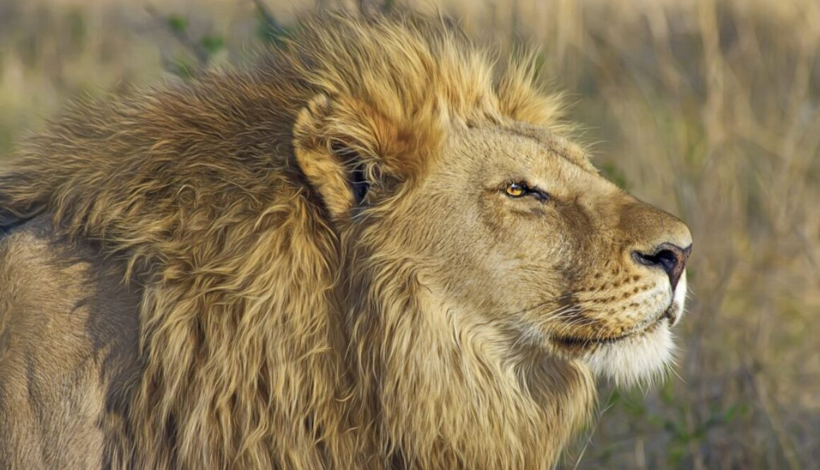 designerpoint-lion-515028